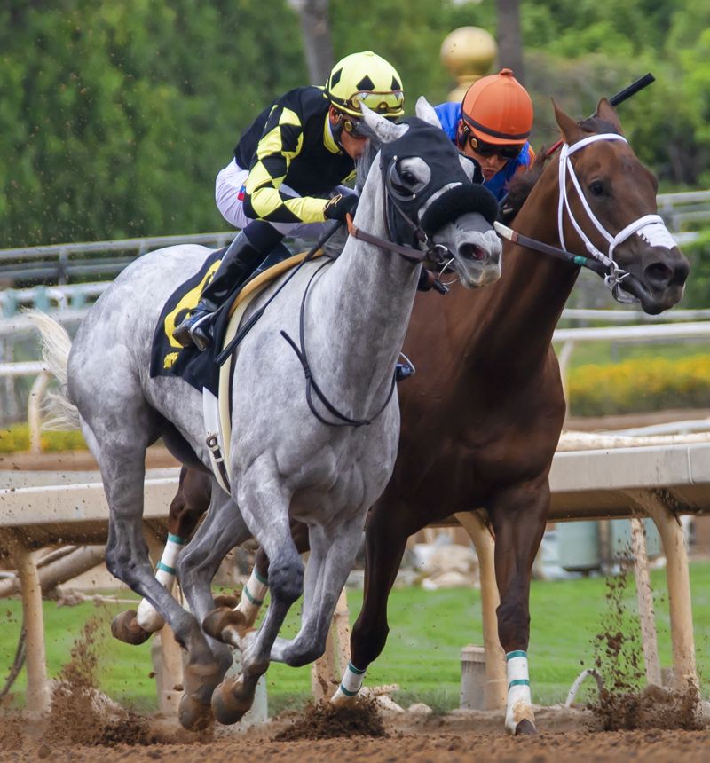 horse races